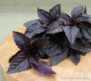 Basil Purple Opal Organic