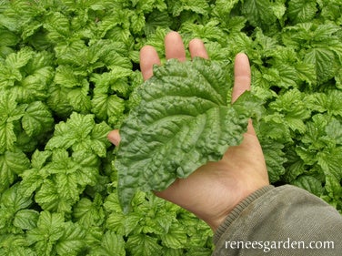 Basil Salad Leaf