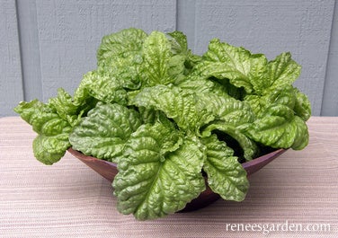 Basil Salad Leaf