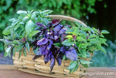 Basil Scented Trio