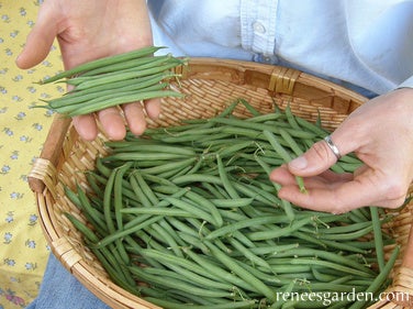 Bean Bush  Nickel Baby Filet