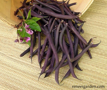 Bean Bush Royalty Purple