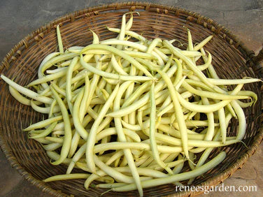 Bean French Gold Pole Filet