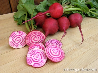 Beet Heirloom Striped Chioggia