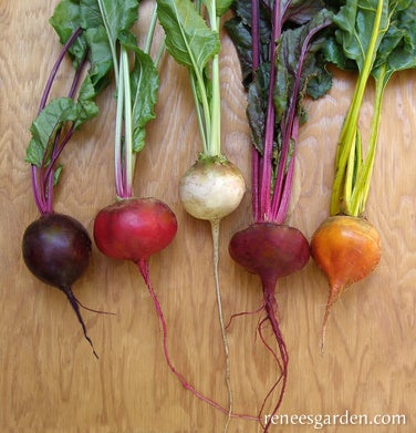 Beet Five Colour Rainbow