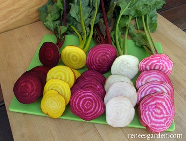 Beet Five Colour Rainbow