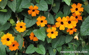 Thunbergia Black-Eyed Susan Vine