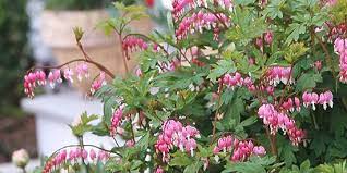 Dicentra Bleeding Heart Old Fashion Pink 1G
