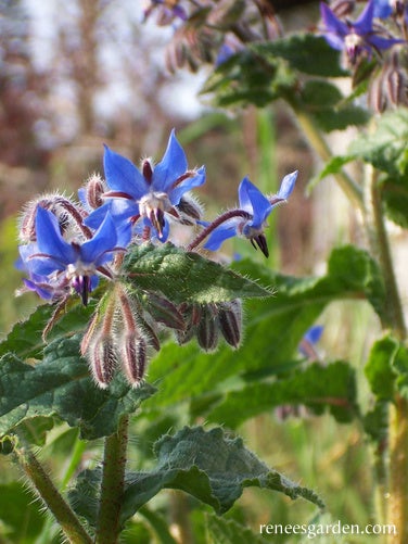 Borage