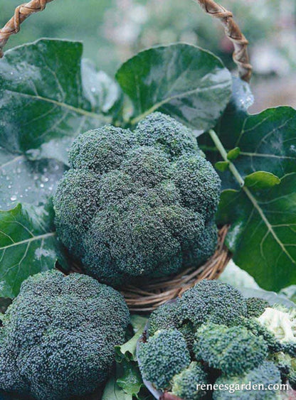 Broccoli All Season Blend