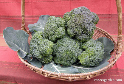 Broccoli All Season Blend