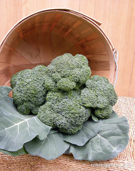 Broccoli All Season Blend