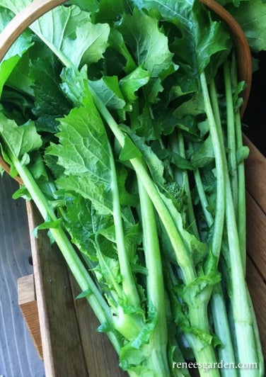 Broccoli Raab Early Rapini