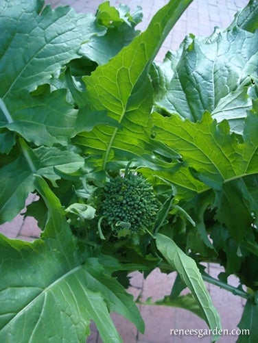 Broccoli Raab Early Rapini