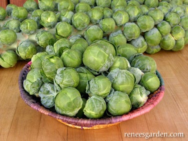 Brussels Sprouts Heista