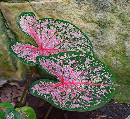 Caladium Carolyn Whorton Bulb