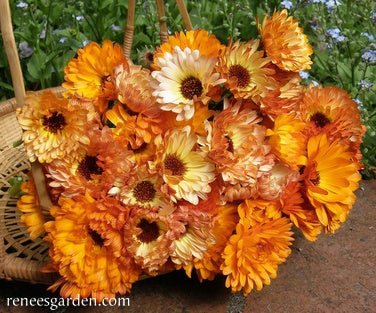 Calendula Orange and Lemon Twist