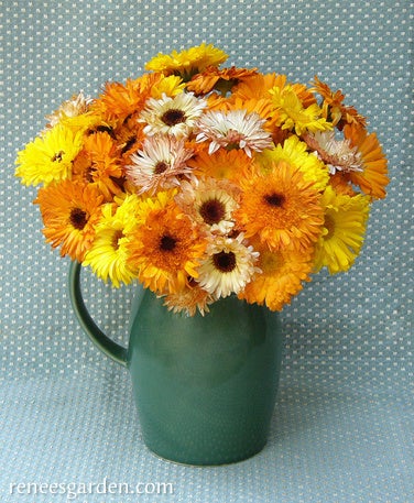 Calendula Flashback