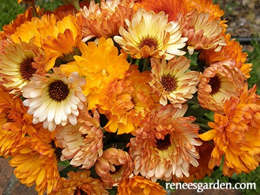 Calendula Flashback