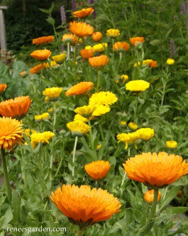 Calendula Orange & Lemon Twist