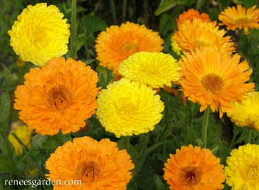 Calendula Orange & Lemon Twist