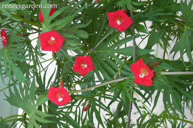 Cardinal Climber Vine