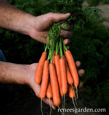 Carrot Baby French Babette