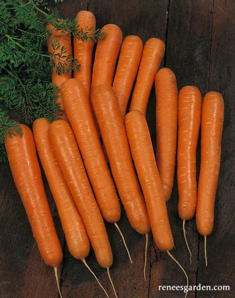 Carrot Bolero Nantes