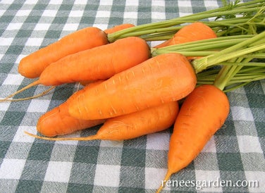 Carrot Short Stuff Organic