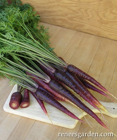 Carrot Purple Sun