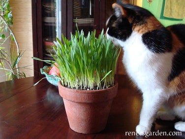 Cat Grass Mix, Kitty Queen's