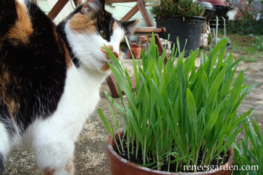 Cat Grass Mix, Kitty Queen's