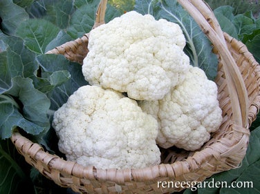 Cauliflower Amazing Taste