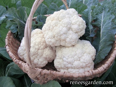 Cauliflower Amazing Taste