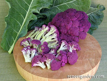 Cauliflower Purple Crush