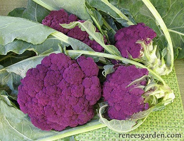 Cauliflower Purple Crush