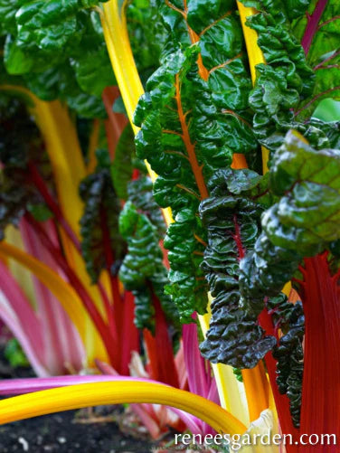 Chard Rainbow Bright Lights