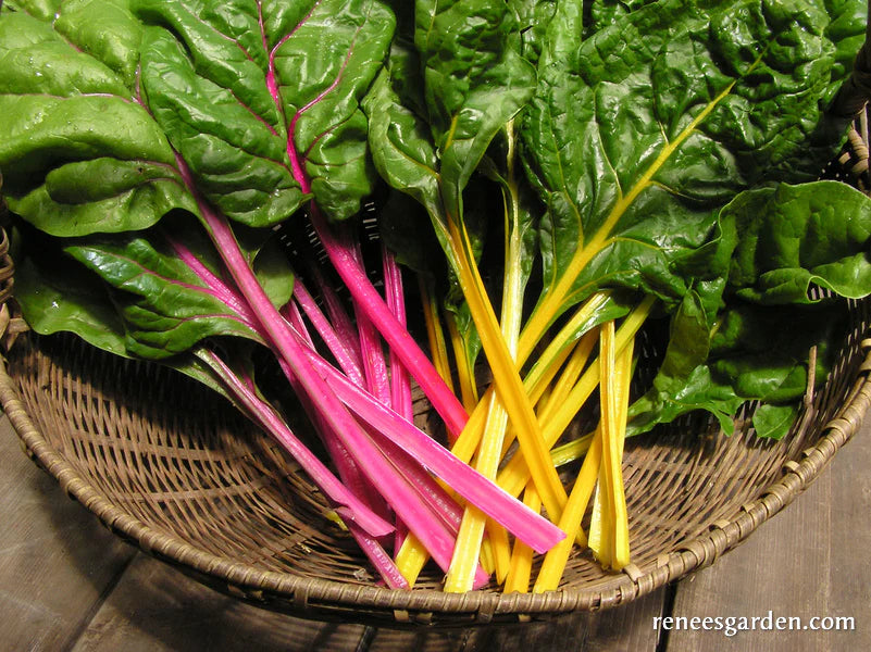 Chard Neon Glow