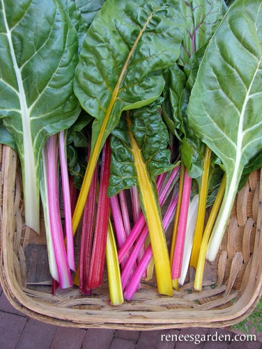 Chard Garden Rainbow