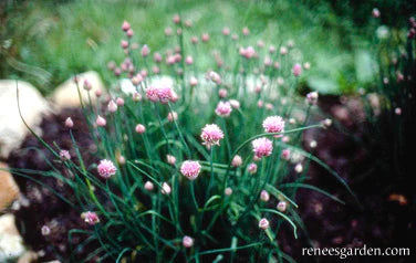 Chive Fine Leaf