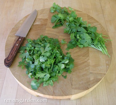 Cilantro Slow Bolt