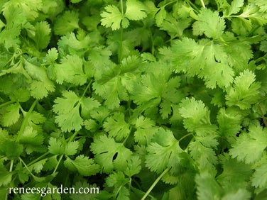 Cilantro Slow Bolt