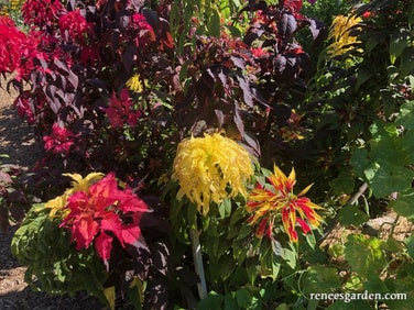 Amaranth Cinco de Mayo