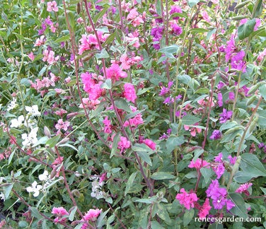 Clarkia Mountain Garland