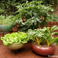 Easy Container Vegetable Garden