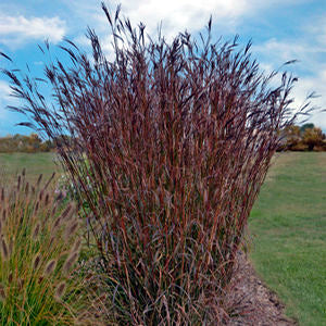 Grass Big Blue Stem Rain Dance 1G