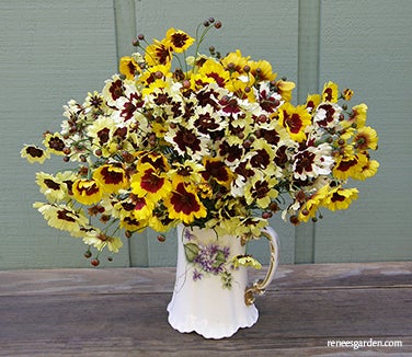 Coreopsis Incredible