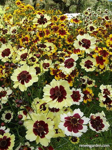 Coreopsis Incredible