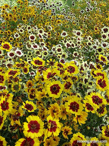 Coreopsis Incredible