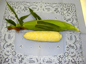 Corn Bicolor Luscious